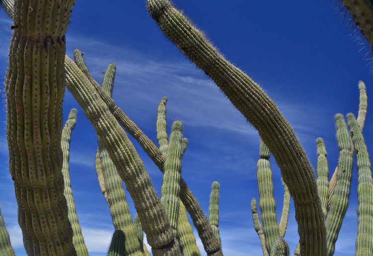 closeup of organ pipe cactus